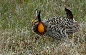 prairie-chicken - South Dakota Grassland Coalition