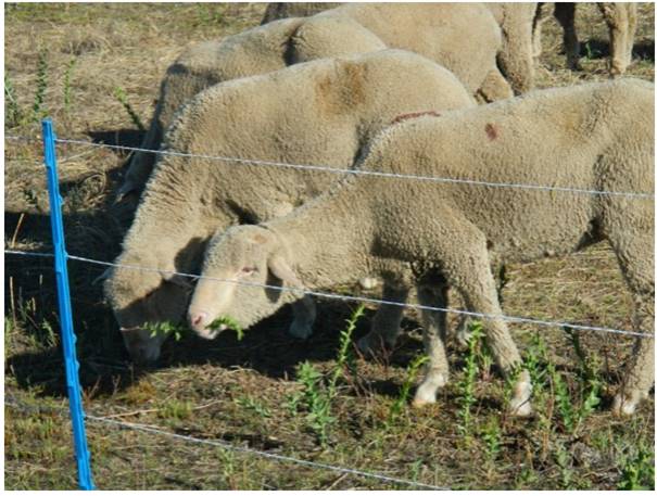 sheep grazing by the fence