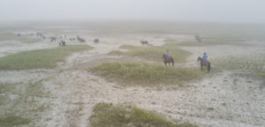 Dry land with ranchers moving cattle