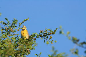 dickcissel (bird) sitting in a tree