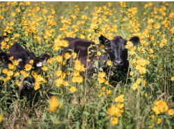 cattle among yellow flowers