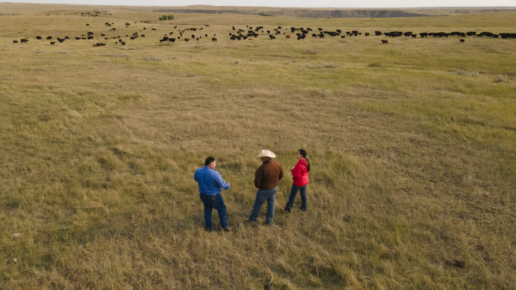 Three people in a pasture with custom grazed cattle