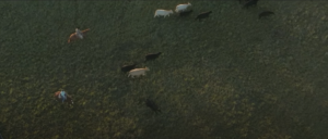 Cattle and riders from an aerial view