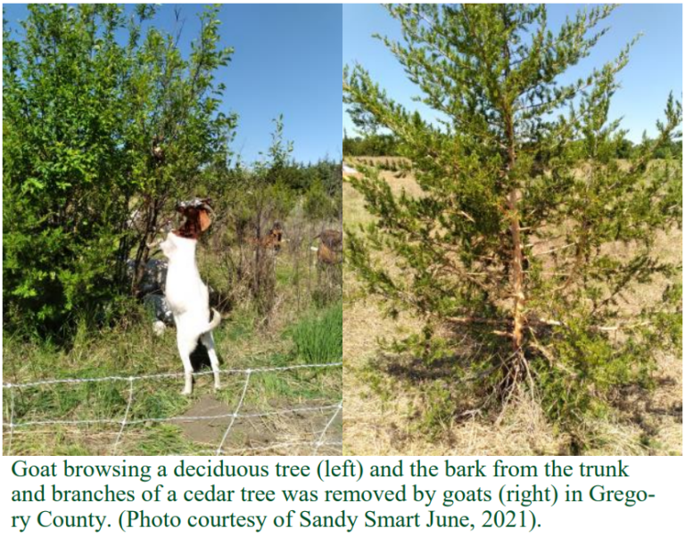 Eastern Red Cedar Tree Control Using Goats South Dakota Grassland