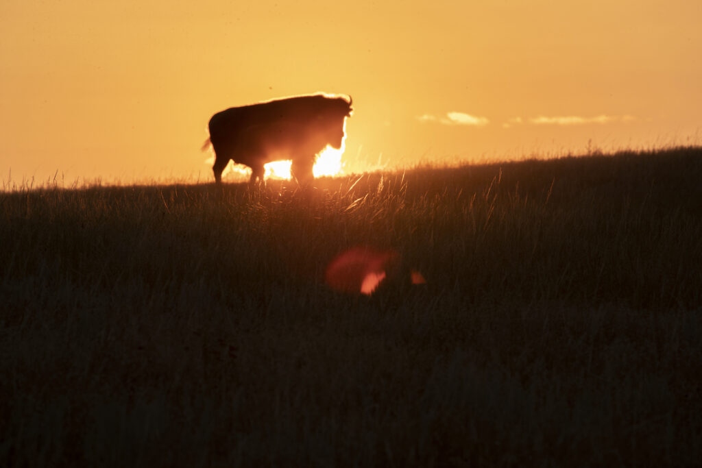 cow-sunset