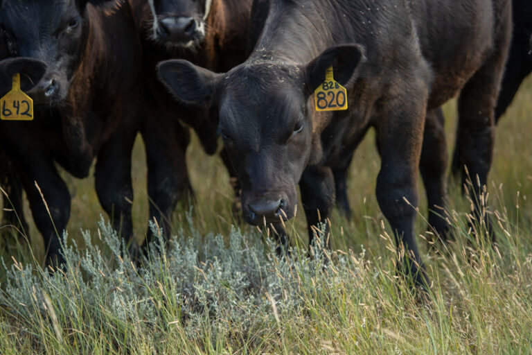 grazing South Dakota Grassland Coalition