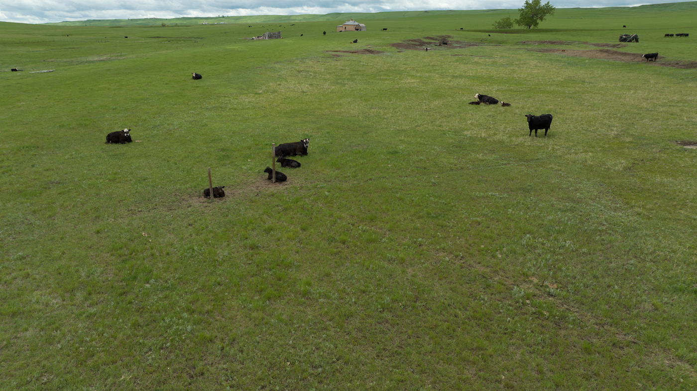 cattle in the pasture