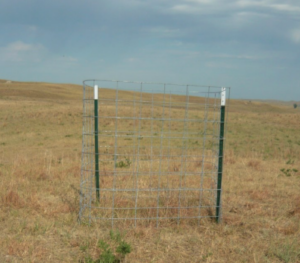 A grazing exclosure build using two T-posts and a 16-foot cattle panel