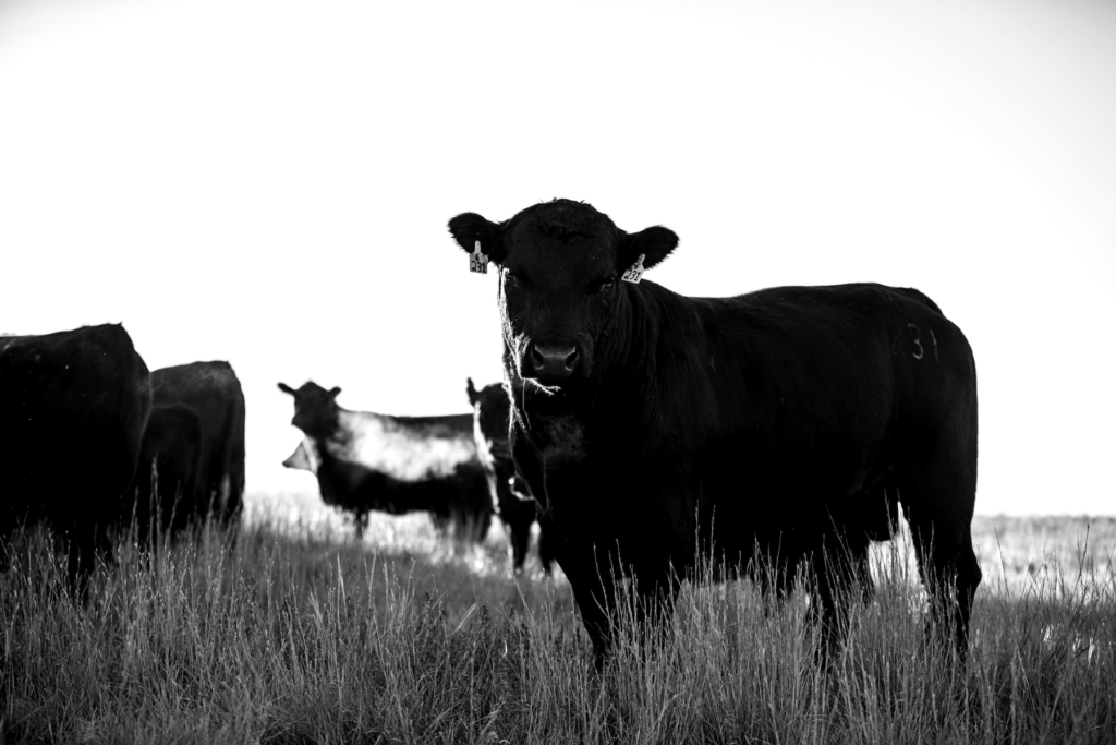 black and white picture of a cow looking at the camera