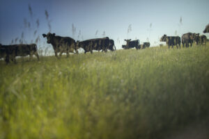 Green grass with cattle and blue skies in the background