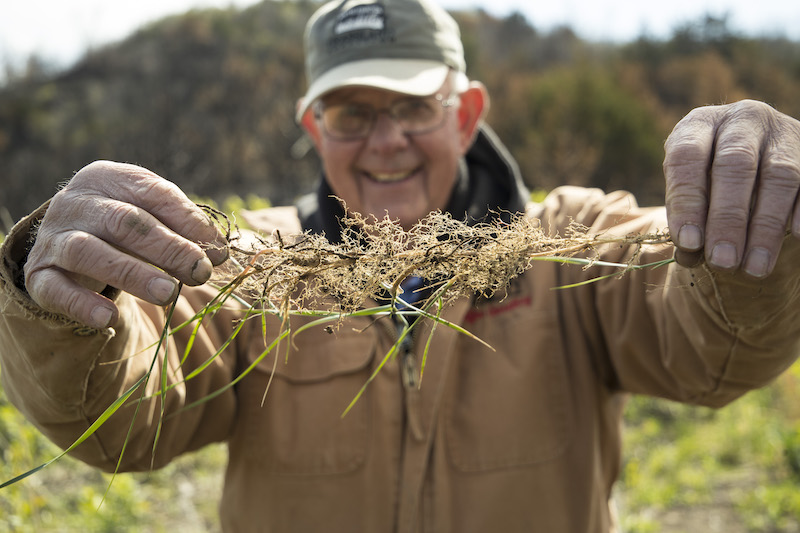 man holding clump of healthy grass roots