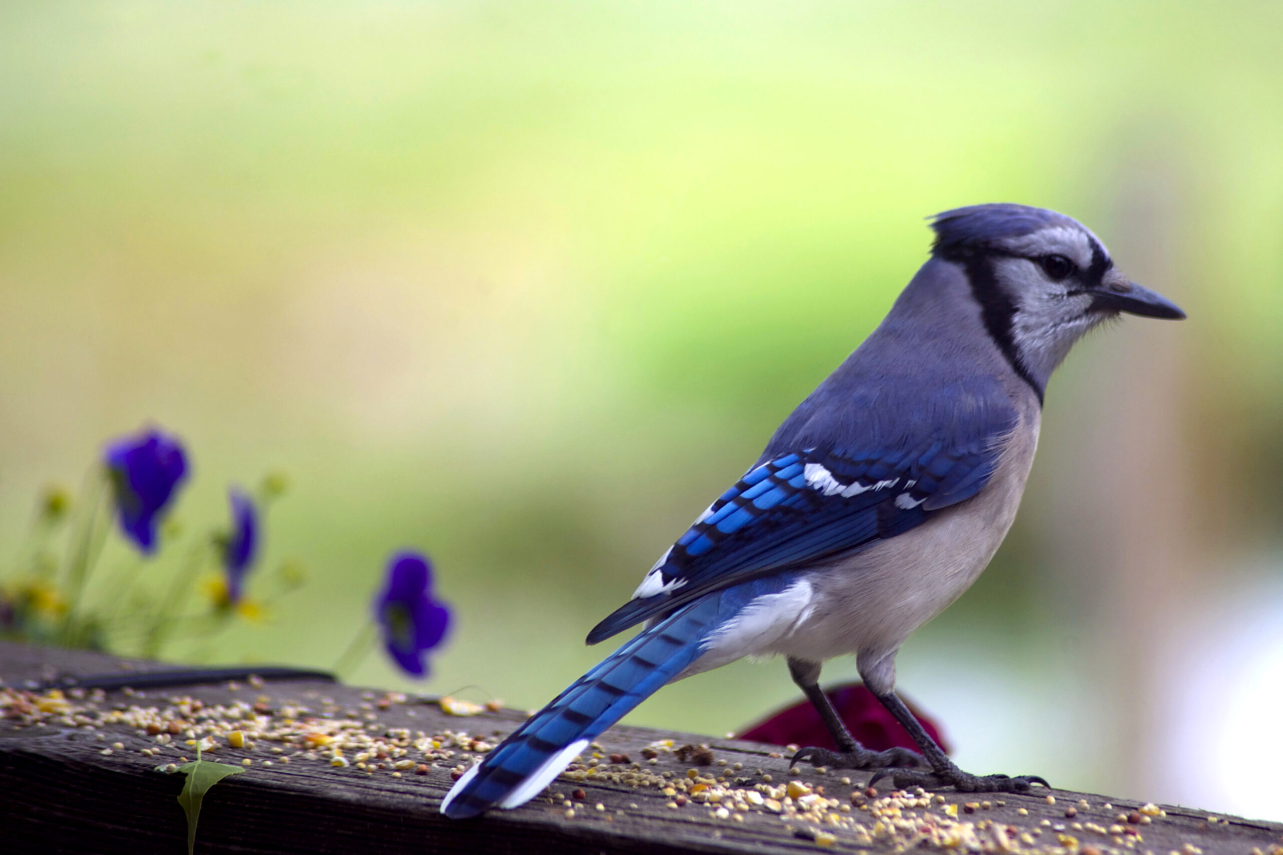 Up-close picture of a blue jay