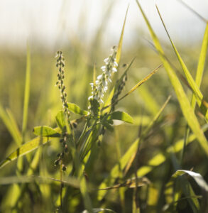 up close picture of native plants in the praire with a white flower in the middle