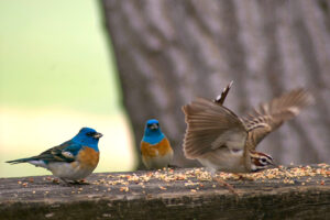 Lazuli Buntings Lark Sparrow