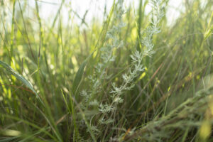 up close picture of green grass in native prairie