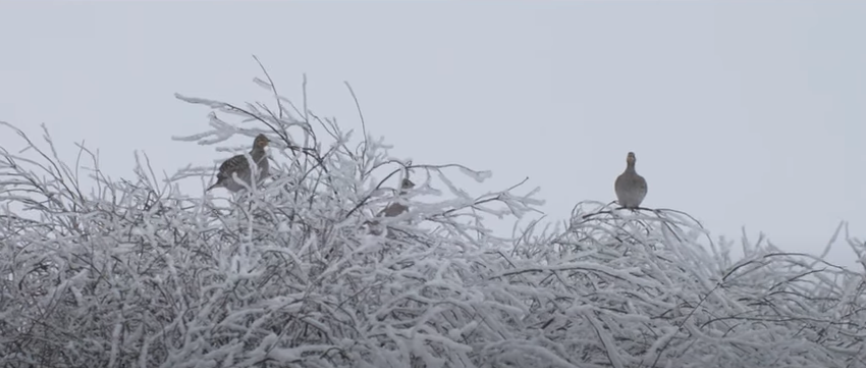 Jan 2024 - Our Amazing Grasslands ~ Larry Wagner, Brule County, South Dakota