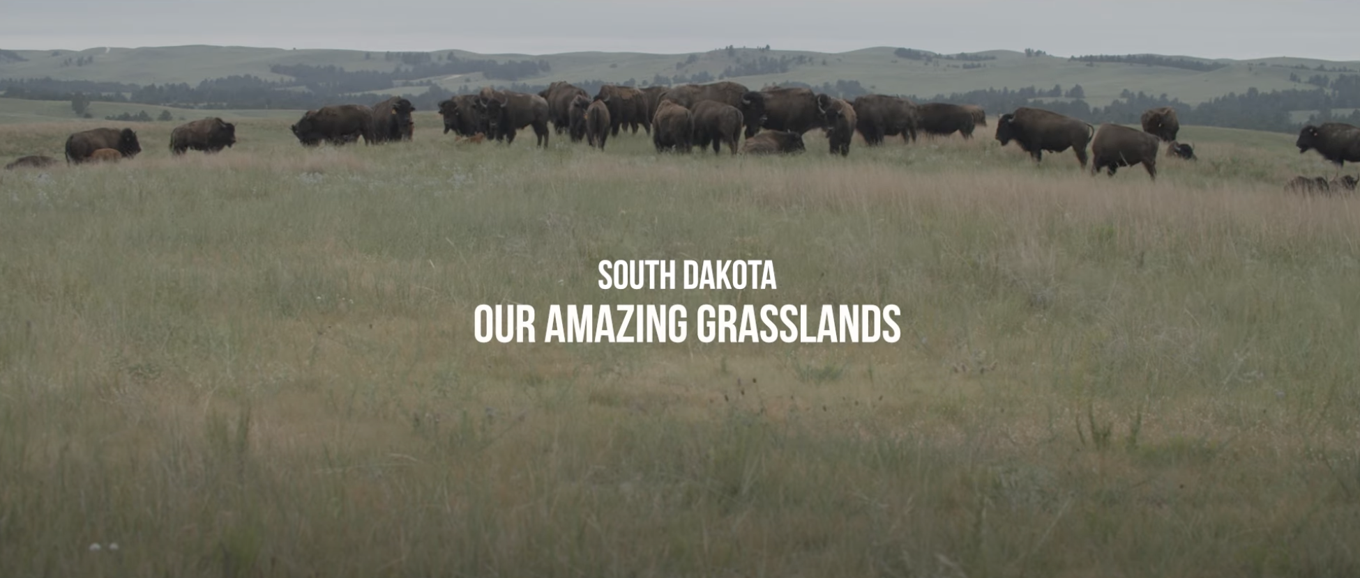 June 2024 - Our Amazing Grasslands - Tanka Fund