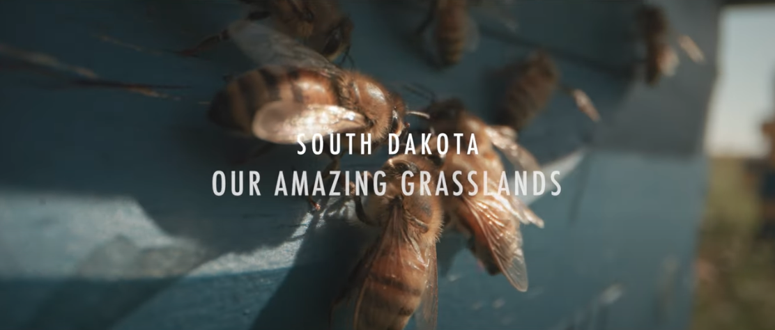 October 2024 - Our Amazing Grasslands – Beaver