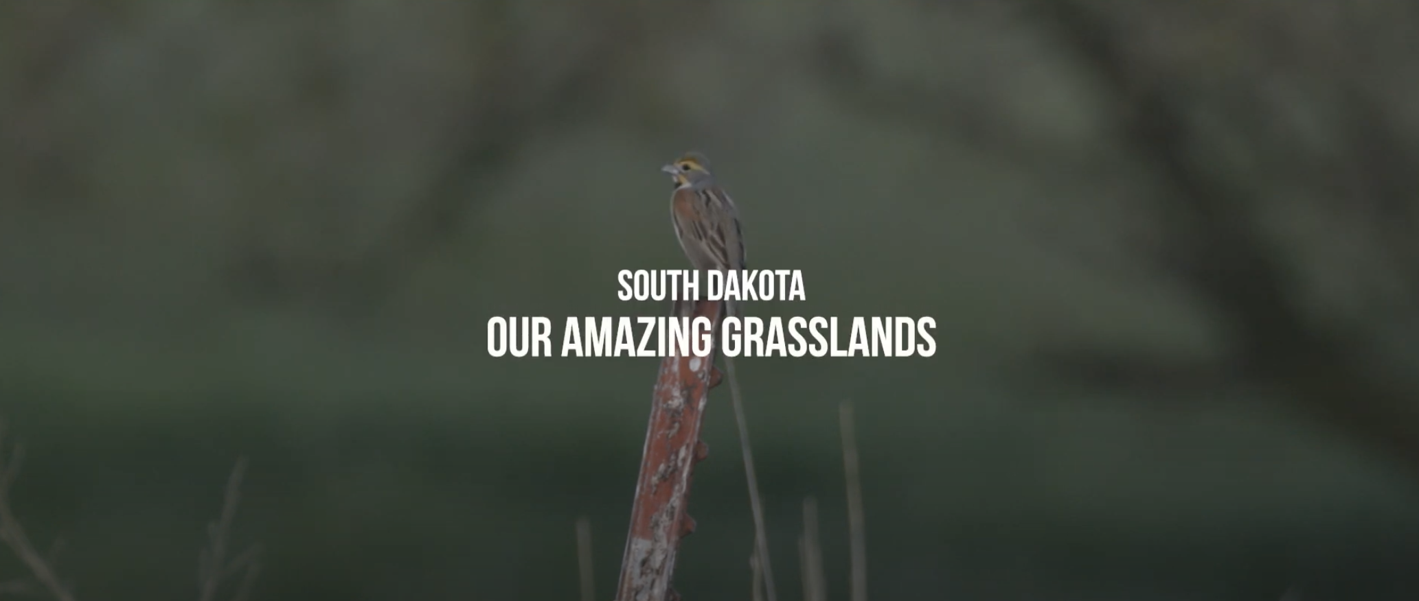 February 2025 - Grassland Loss