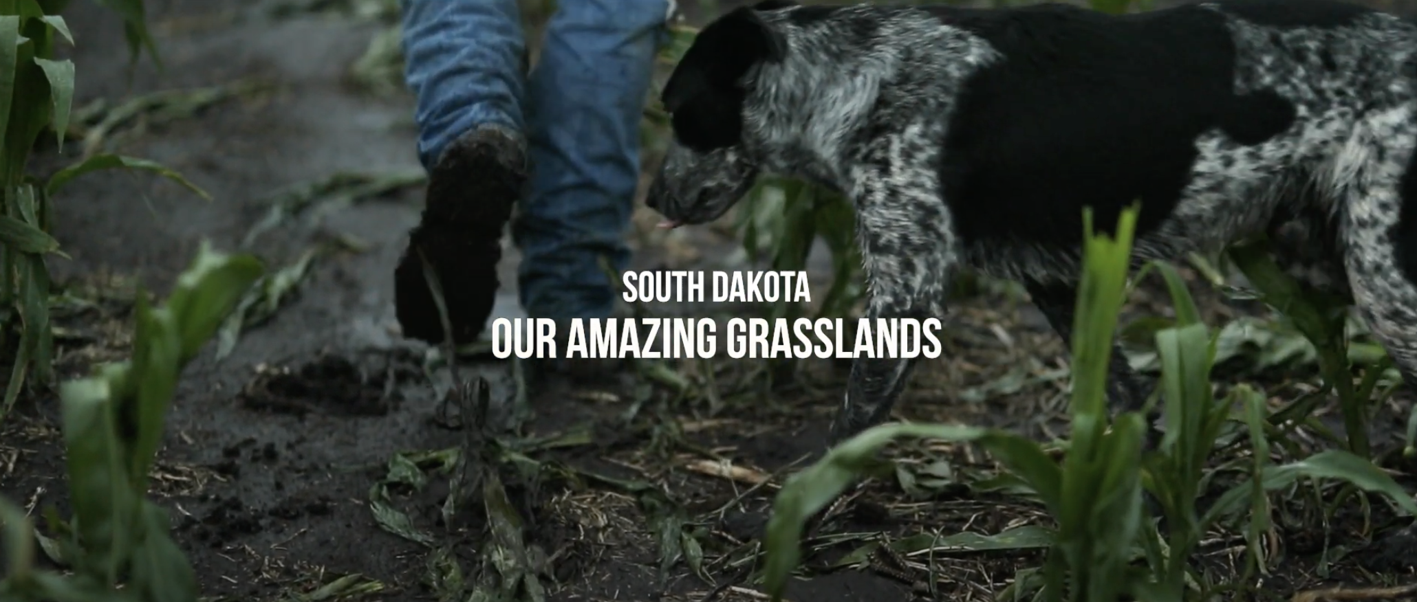 January 2025 - History of the Grasslands, Brookings County