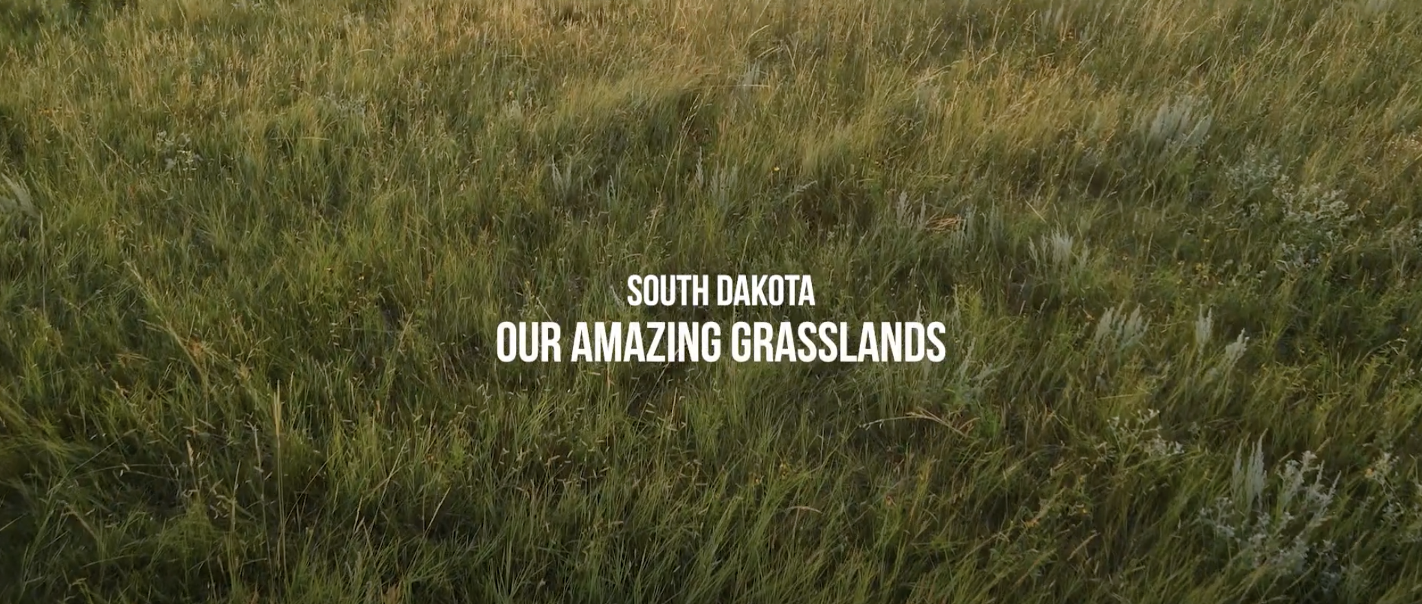 May 2025 - Central Grassland Roadmap