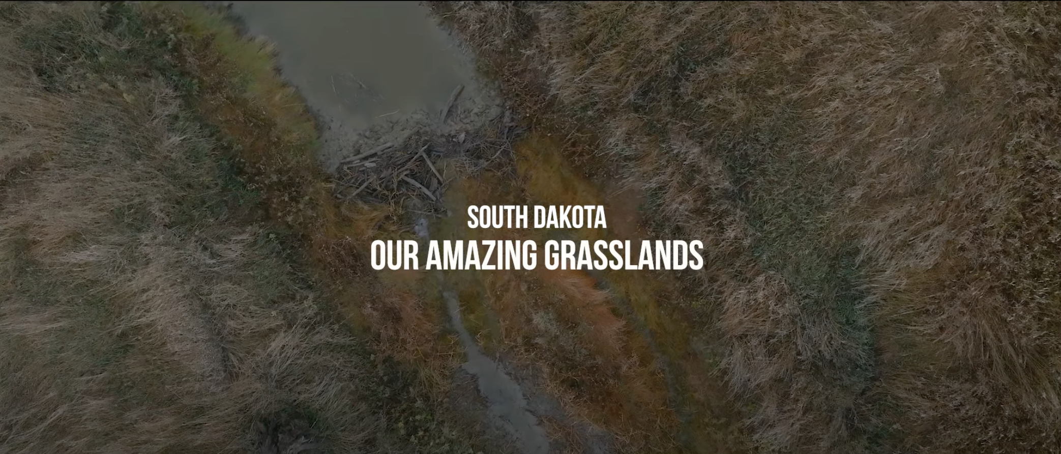 November 2024 - Our Amazing Grasslands - Wildlife