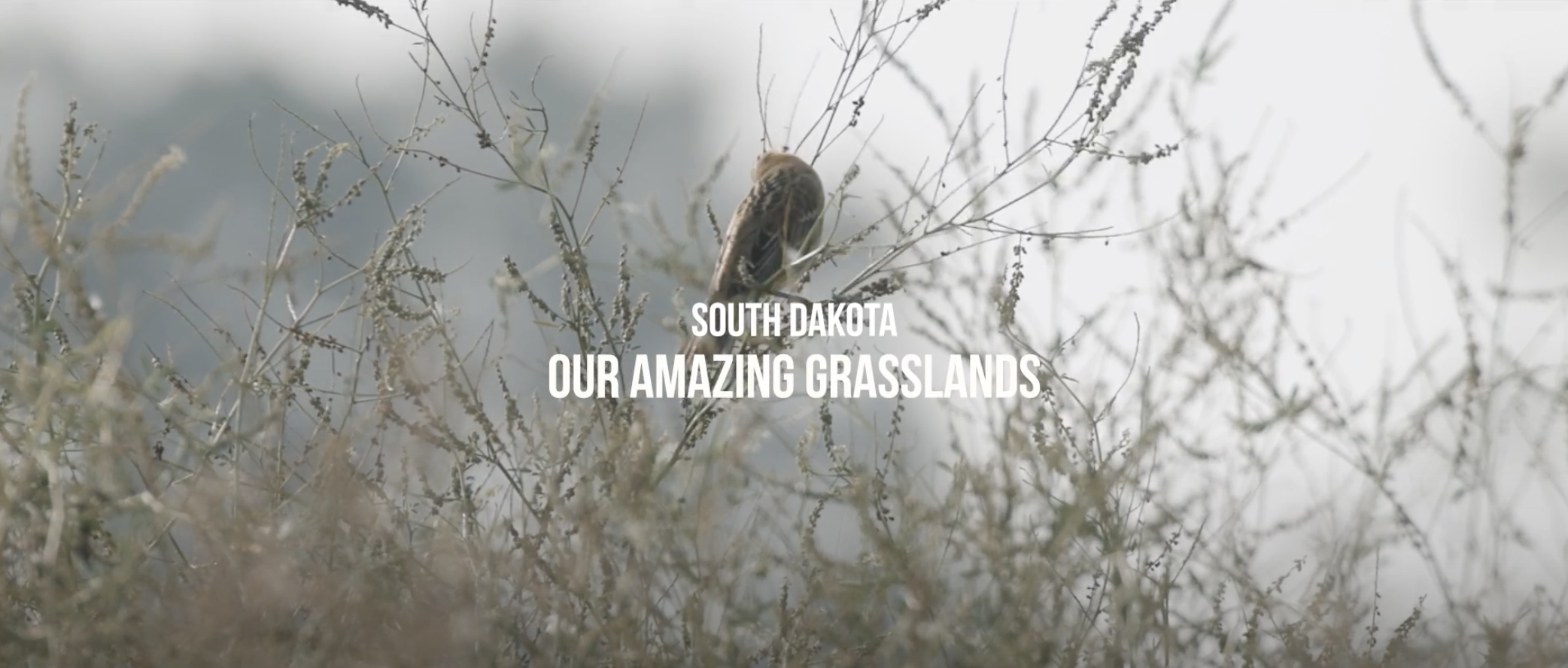 September 2024 - Our Amazing Grasslands – Grassland Birds