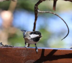 Black-capped Chickadee
