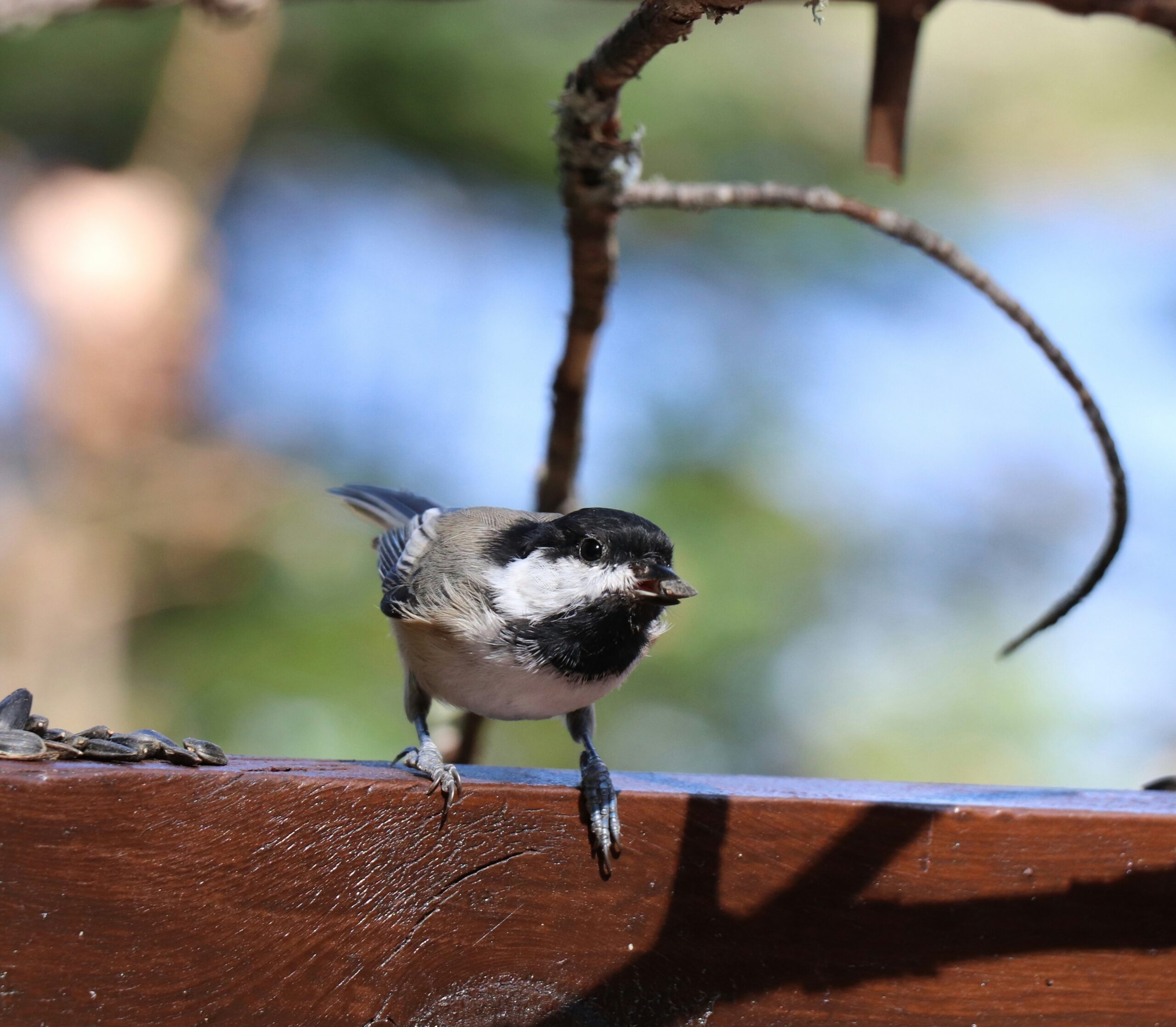 Black-capped Chickadee
