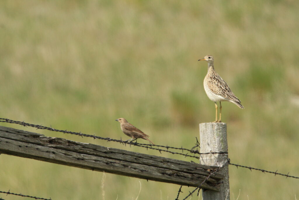 Birds on a fence