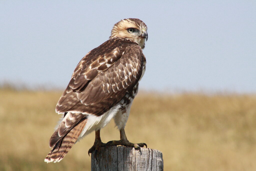 Hawk in the grasslands