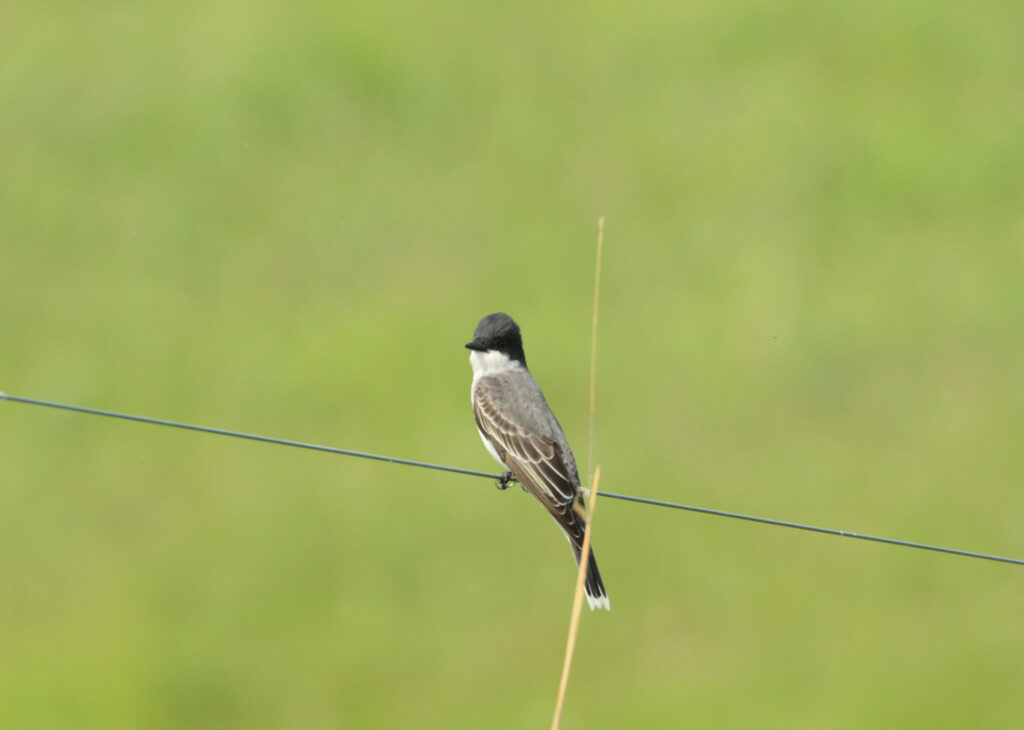 Bird in northern South Dakota