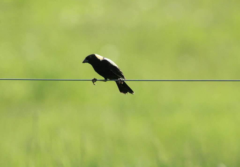 Grassland bird on South Dakota prairie during bird watching tour