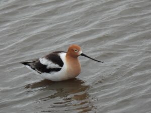 Bird in northern South Dakota on a lake