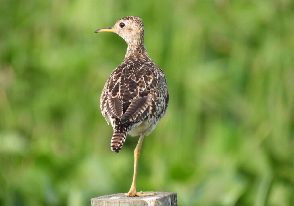 Bird in the bird tour near Veblen South Dakota