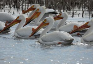 Water fowl in northern South Dakota Bird Watching tour