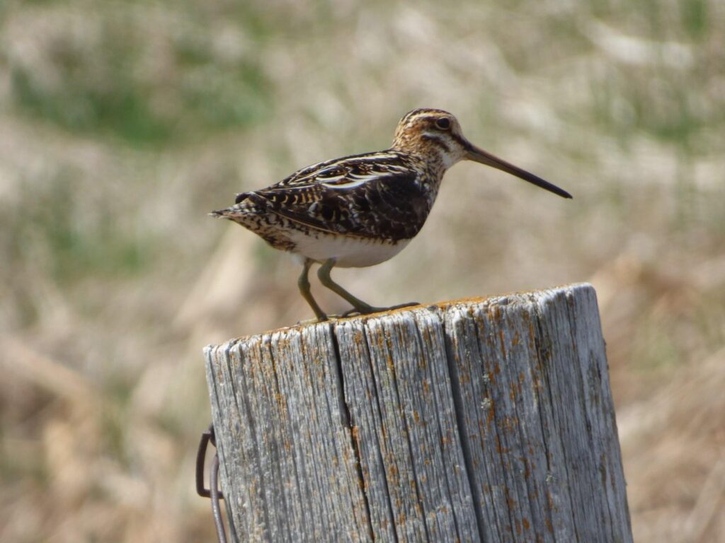 Bird on a fence post in northern South Dakota