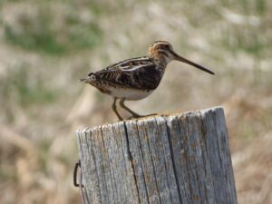 Bird on a fence post in northern South Dakota