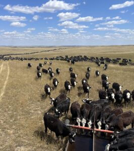 Cattle in the pasture at Prairie City, SD