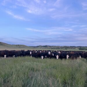 Cattle in the pasture at the Kirkpatrick Ranch